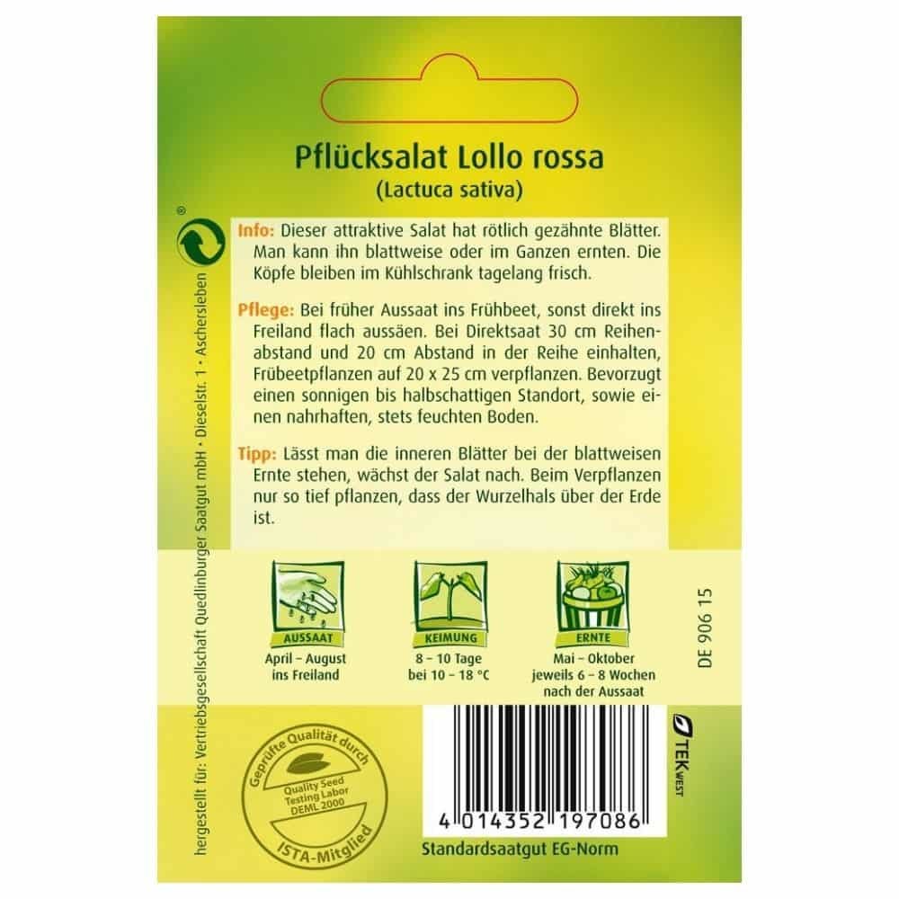 Pluksalat, Lollo rossa-0