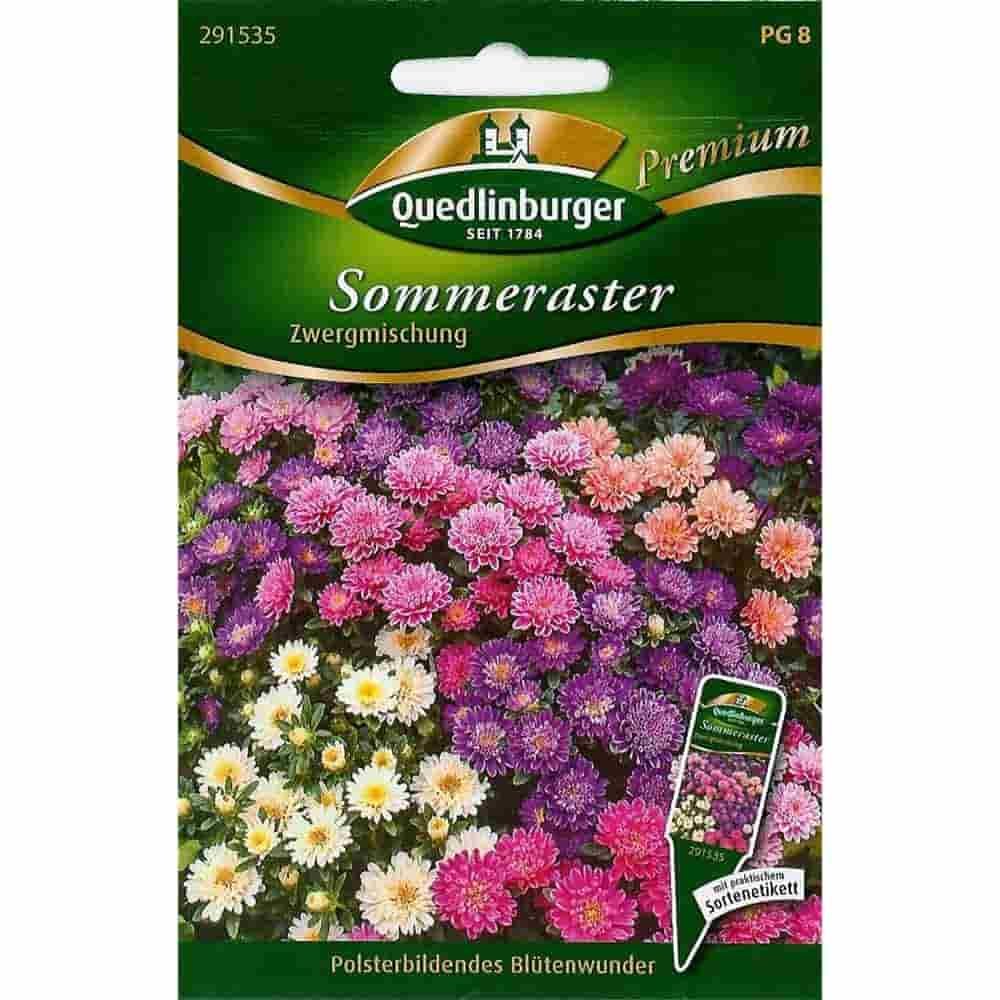 Sommerasters, Dværgblanding