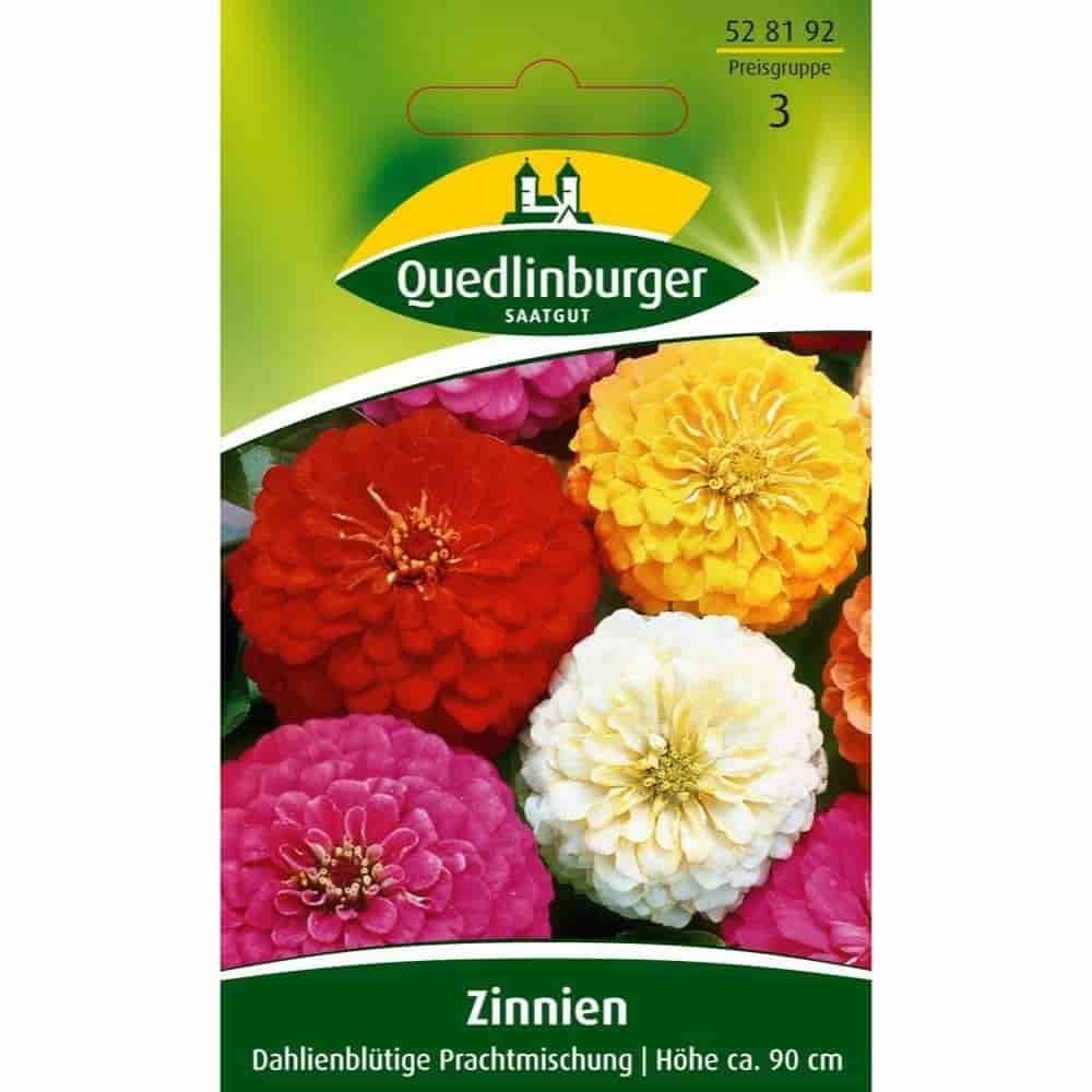 Zinnia, Dahlia-blomstrende Pragtblanding